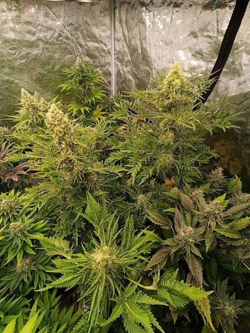 Mentha de Croco Fem Xpertnutrients. Week 11