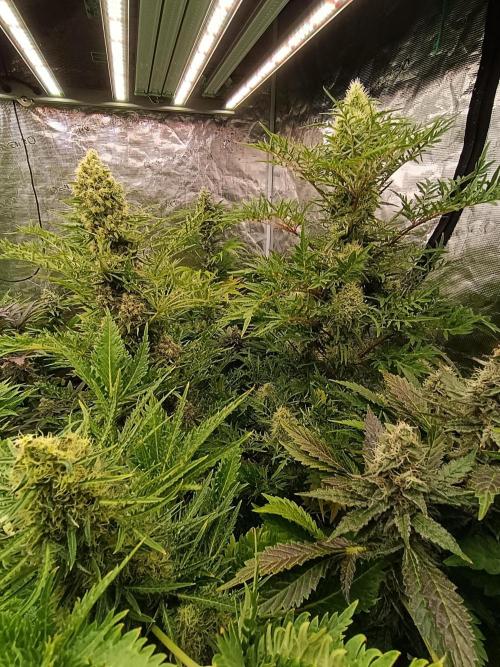 Mentha de Croco Fem Xpertnutrients. Week 11