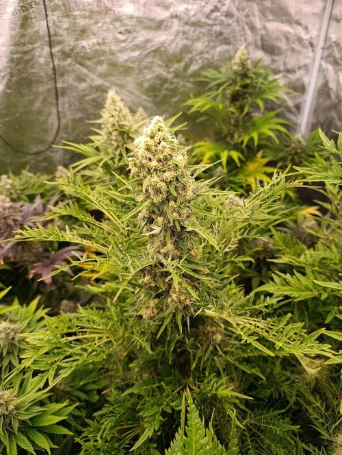 Mentha de Croco Fem Xpertnutrients. Week 11