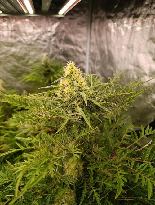 Mentha de Croco Fem Xpertnutrients. Week 11