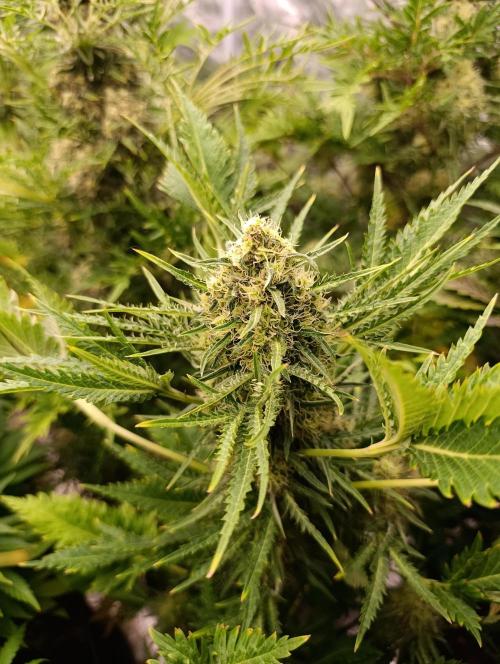 Mentha de Croco Fem Xpertnutrients. Week 11