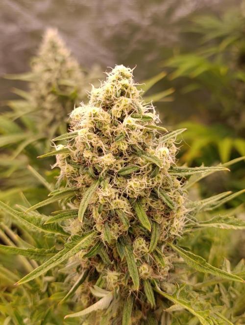 Mentha de Croco Fem Xpertnutrients. Week 11