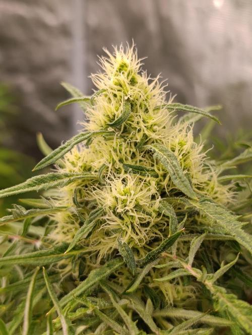 Mentha de Croco Fem Xpertnutrients. Week 11