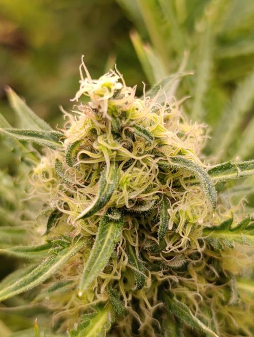 Mentha de Croco Fem Xpertnutrients. Week 11