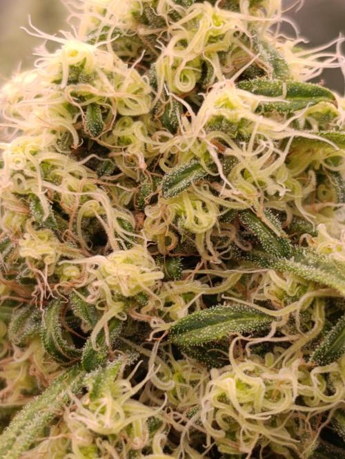 Mentha de Croco Fem Xpertnutrients. Week 11