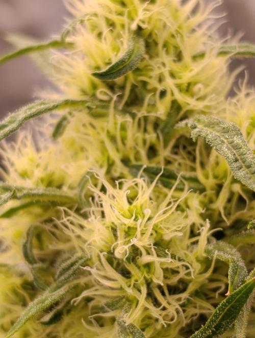 Mentha de Croco Fem Xpertnutrients. Week 11