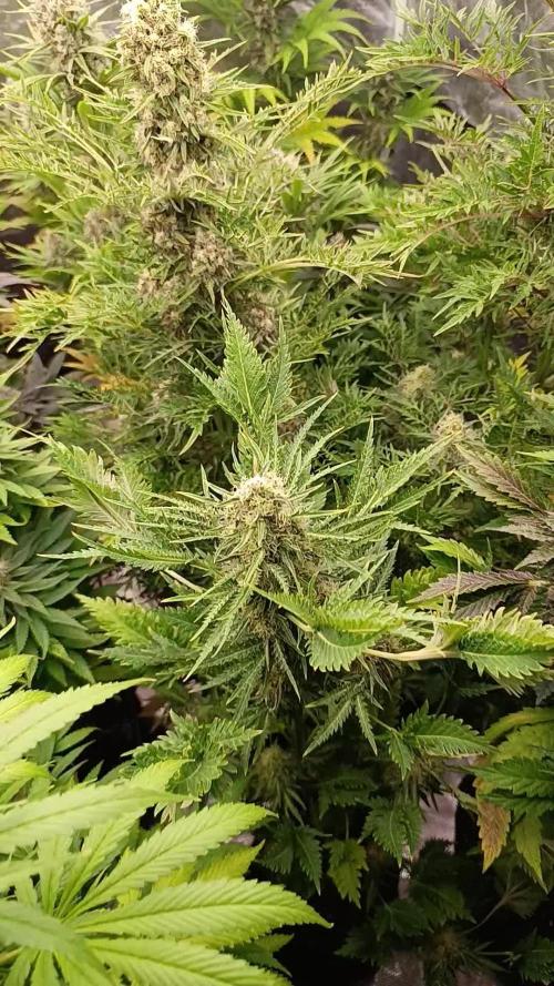 Mentha de Croco Fem Xpertnutrients