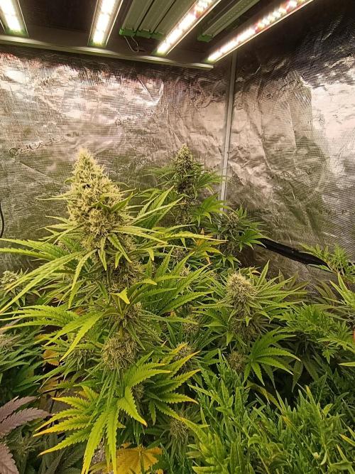 A5 Chaze x Marshydro. Week 11