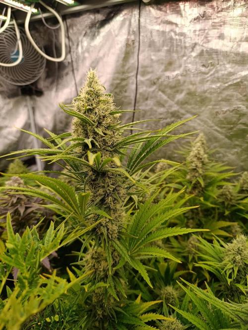 A5 Chaze x Marshydro. Week 11