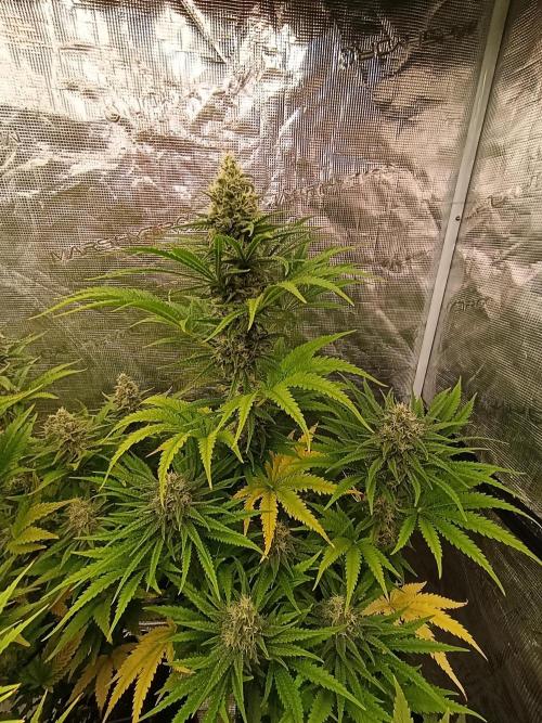 A5 Chaze x Marshydro. Week 11