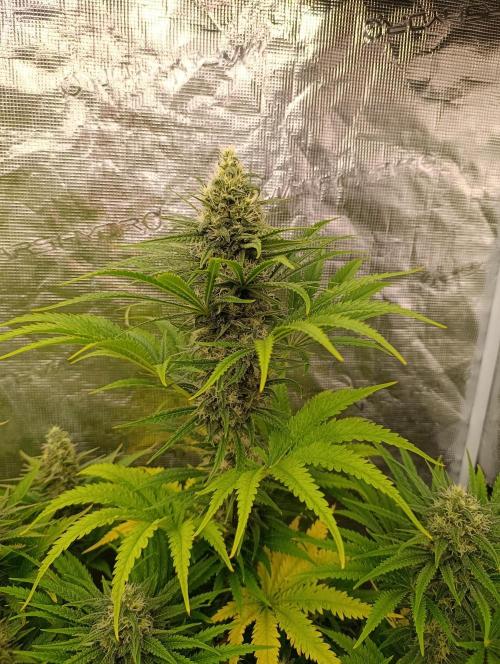 A5 Chaze x Marshydro. Week 11