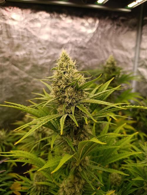 A5 Chaze x Marshydro. Week 11