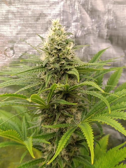 A5 Chaze x Marshydro. Week 11