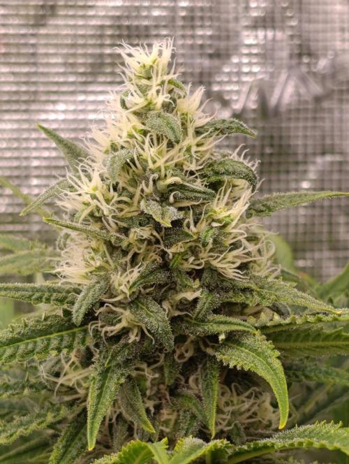 A5 Chaze x Marshydro. Week 11