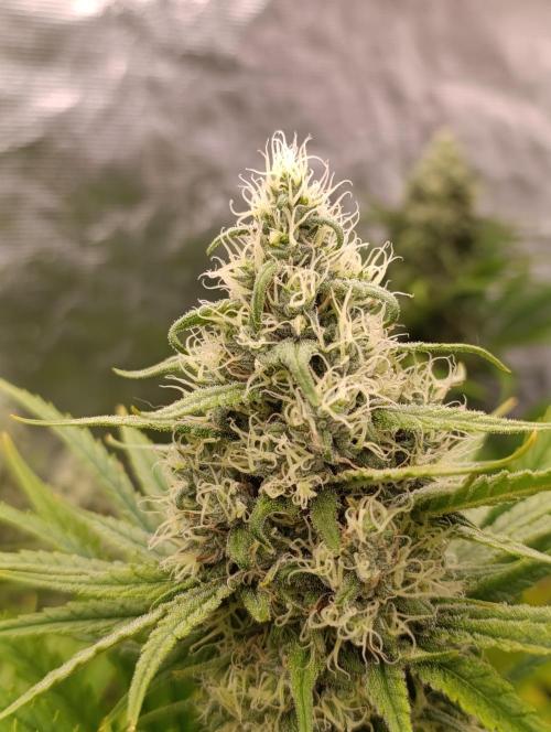 A5 Chaze x Marshydro. Week 11