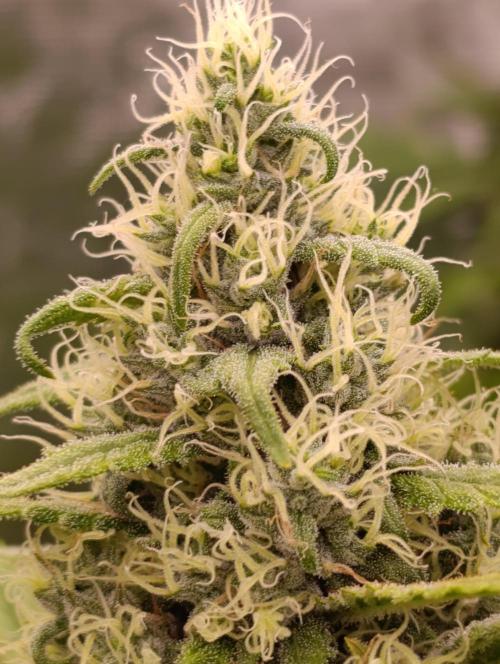 A5 Chaze x Marshydro. Week 11