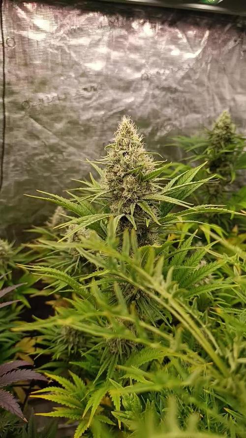 A5 Chaze x Marshydro