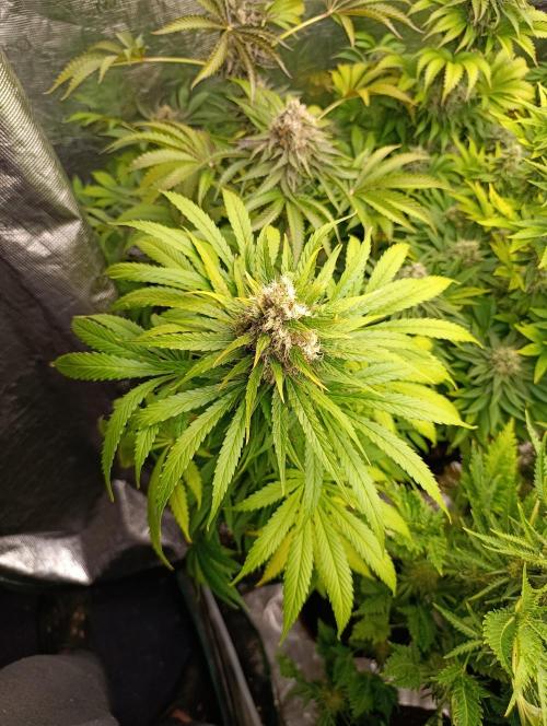 Mental Rainbow Xpertnutrients. Week 10