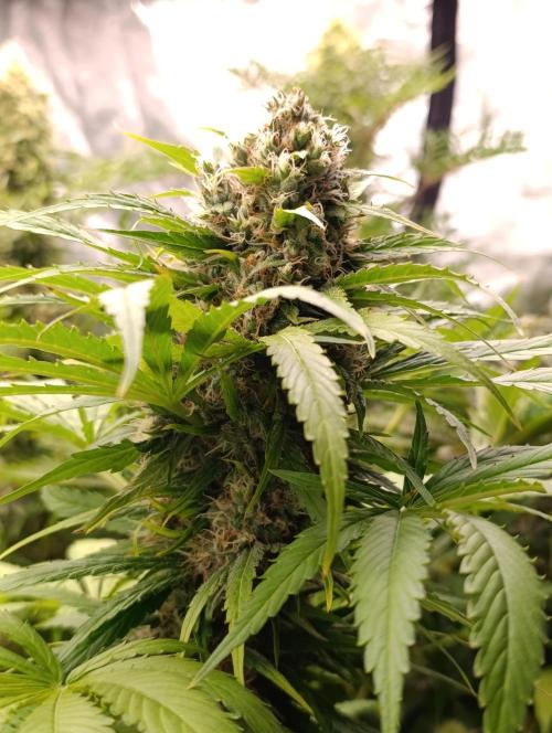 Mental Rainbow Xpertnutrients. Week 10