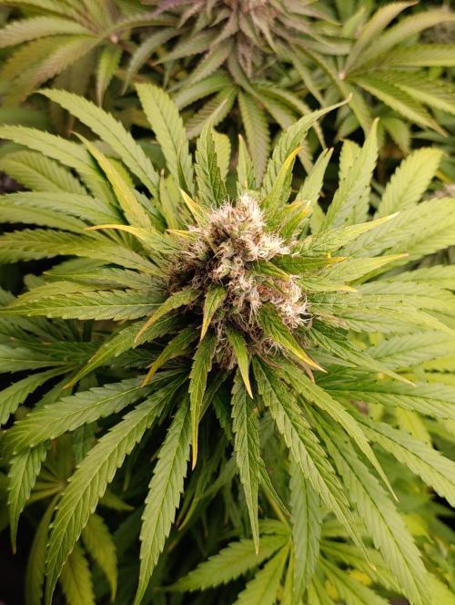 Mental Rainbow Xpertnutrients. Week 10