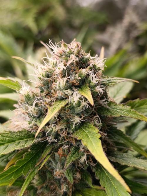 Mental Rainbow Xpertnutrients. Week 10