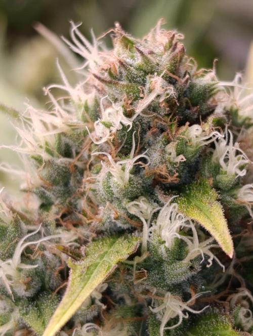 Mental Rainbow Xpertnutrients. Week 10