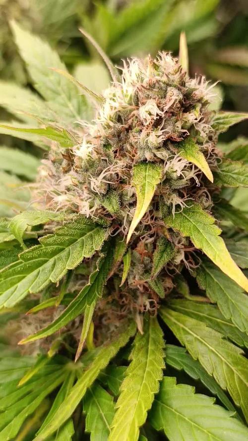 Mental Rainbow Xpertnutrients