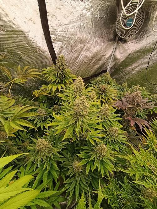 Monster Maker & Marshydro. Week 11