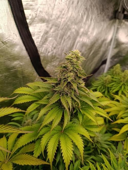 Monster Maker & Marshydro. Week 11