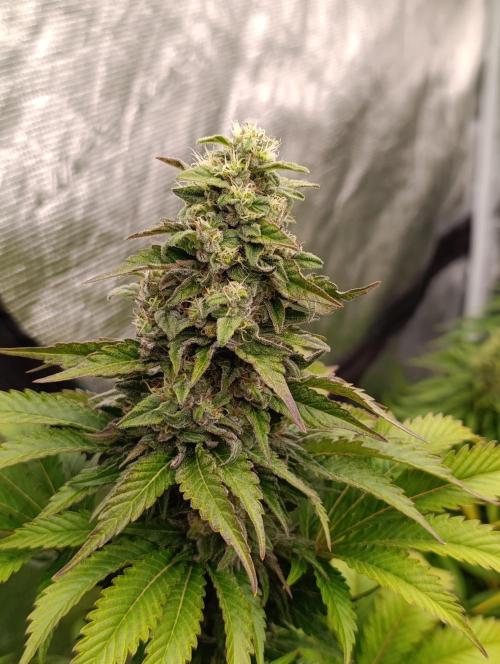 Monster Maker & Marshydro. Week 11