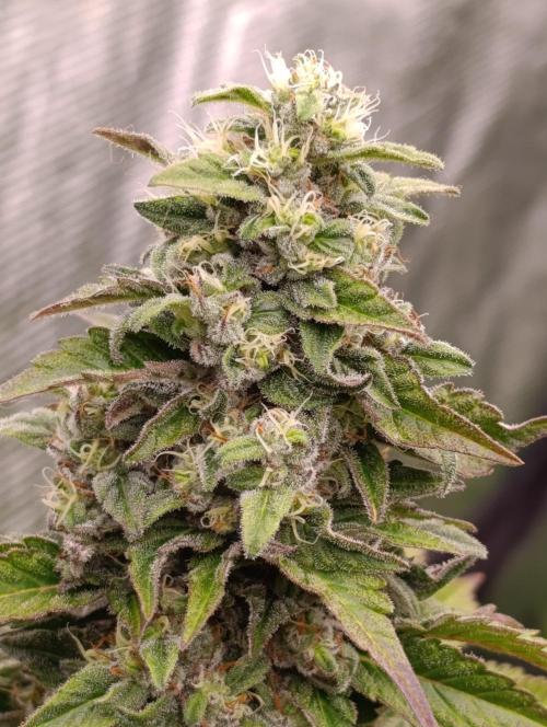 Monster Maker & Marshydro. Week 11