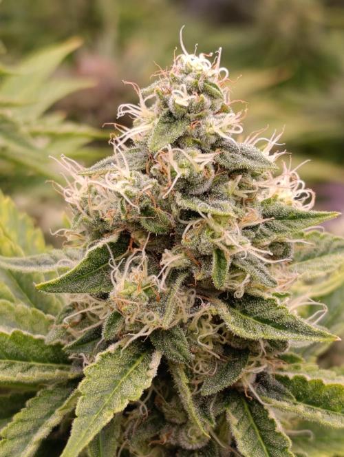 Monster Maker & Marshydro. Week 11