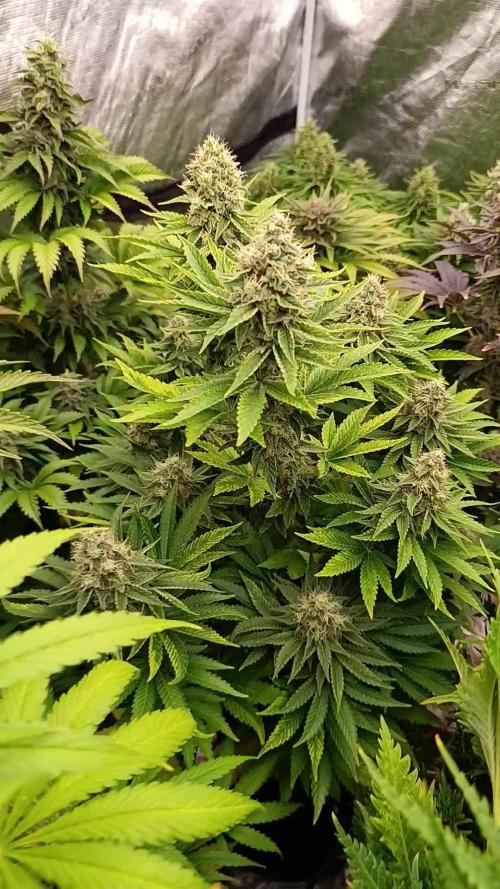 Monster Maker & Marshydro