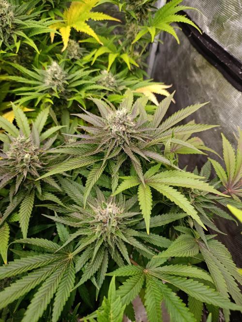 Ice Cream Haze Xpertnutrients. Week 11