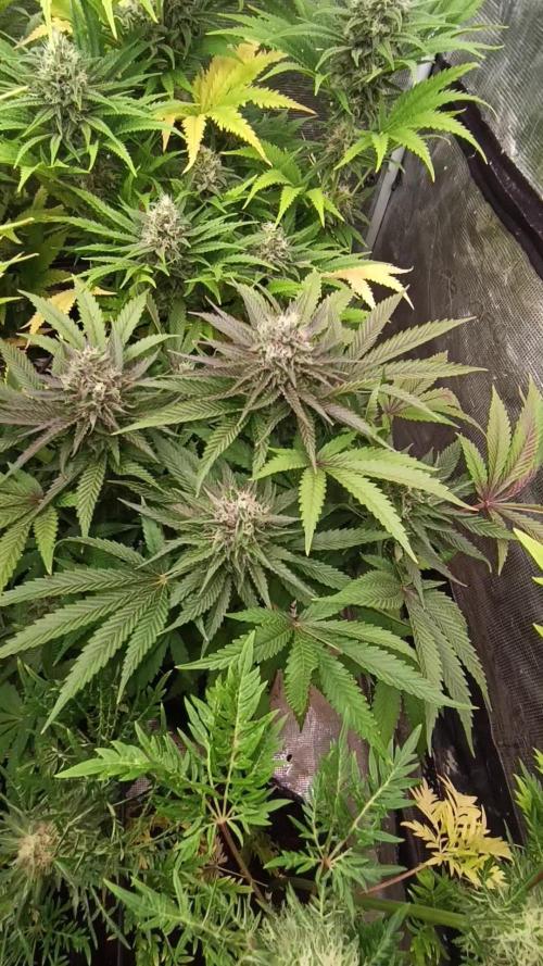 Ice Cream Haze Xpertnutrients