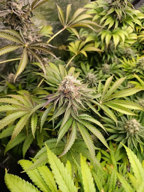 Lemon Cherry Runtz FC6500. Week 10