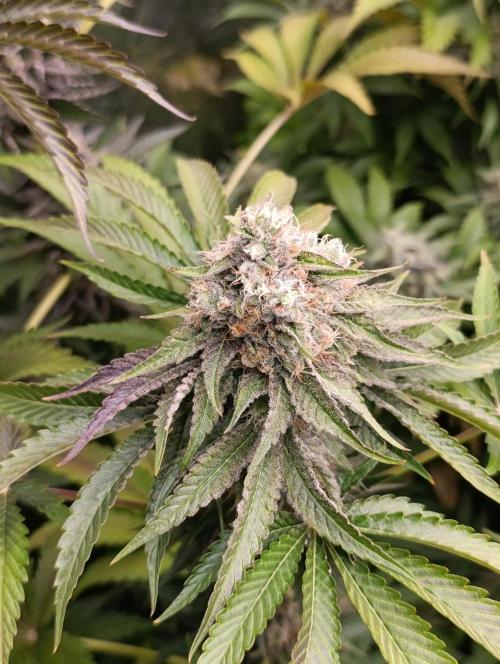 Lemon Cherry Runtz FC6500. Week 10