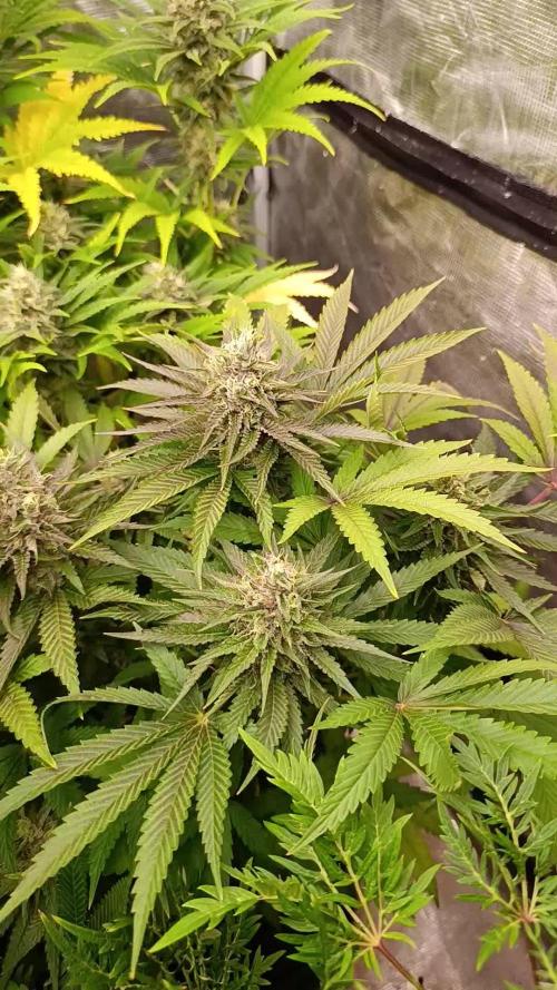 Lemon Cherry Runtz FC6500