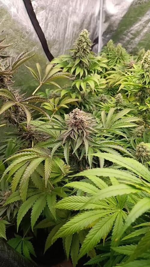 Lemon Cherry Runtz FC6500