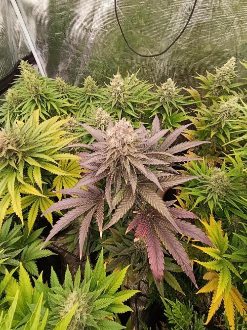 Biscotti Gelato Marshydro. Week 11