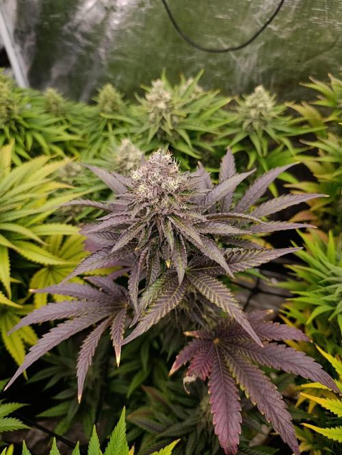 Biscotti Gelato Marshydro. Week 11