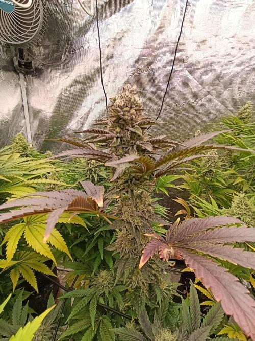 Biscotti Gelato Marshydro. Week 11