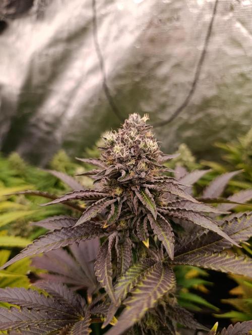 Biscotti Gelato Marshydro. Week 11