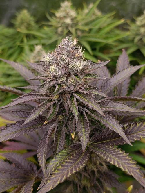 Biscotti Gelato Marshydro. Week 11