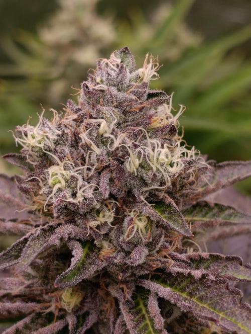 Biscotti Gelato Marshydro. Week 11