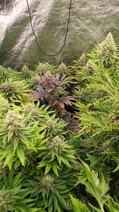 Biscotti Gelato Marshydro