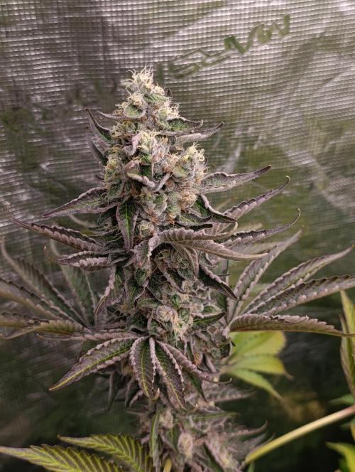 Papayton Xpertnutrients. Week 10