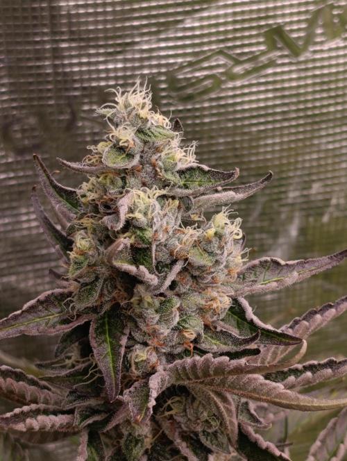 Papayton Xpertnutrients. Week 10