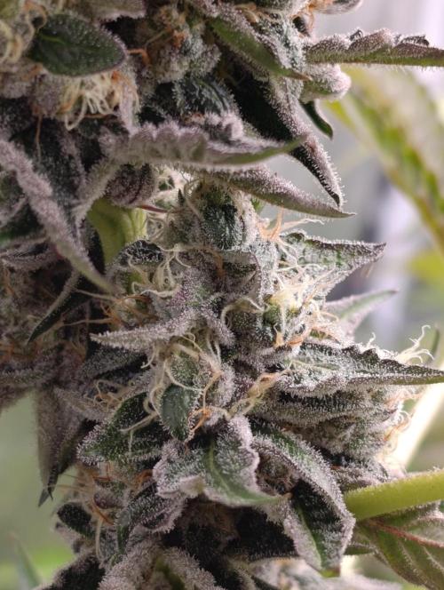 Papayton Xpertnutrients. Week 10