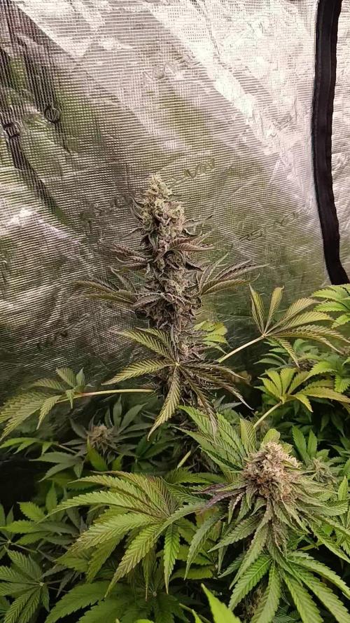 Papayton Xpertnutrients